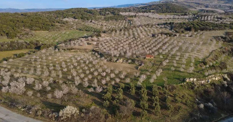 Çiçeklerin uyumu göz kamaştırdı: Ortaya kartpostallık görüntüler çıktı
