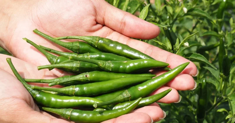 Fahiş fiyatlı biber satan işletmeye 2 milyon liralık ceza Sözcü Gazetesi