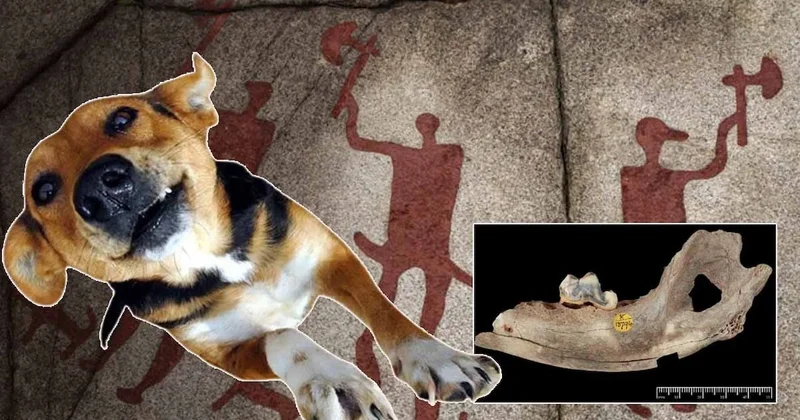 Dünyanın en eski evcil köpeği bakın hangi ilimizden çıktı: 15.800 yıllık gizem çözüldü Sözcü Gazetesi