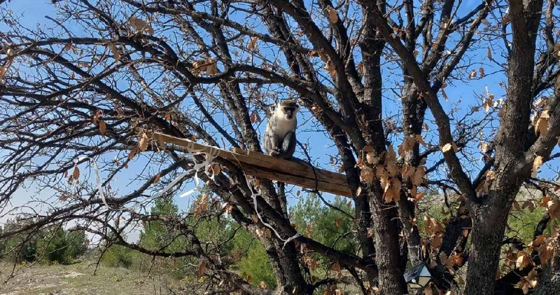 Arıcı ağaçta görünce şaşkına döndü: Hemen ekiplere haber verdi