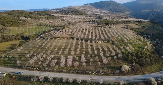 Manisa da badem ağaçları çiçeklerle bezendi Badem ağaçlarının görsel şöleni havadan görüntülendi Manisa Haberleri