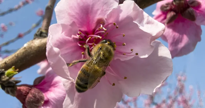 Çiçek açan pembe ağaçlar baharı müjdeliyor: Üretimin yüzde 57’si buradan geliyor