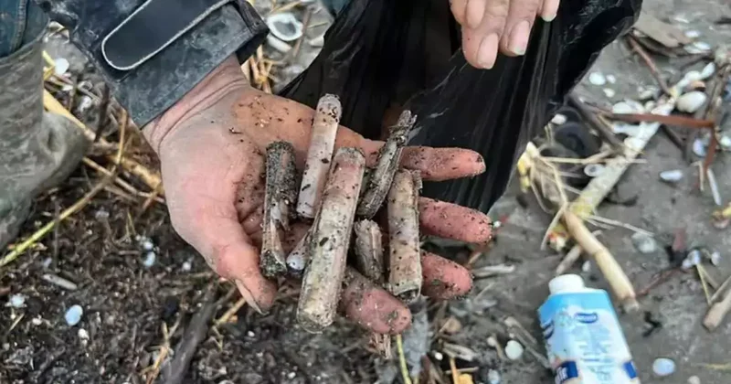 Ege’nin gizli hazinesi! Japonların radarına girdi sofraların baş tacı oldu