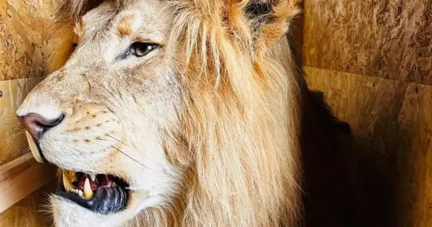 Trabzon haberleri Trabzon Limanı nda ele geçirildi: Tam 19 tane 27 Mart 2026