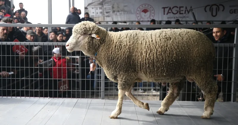 Bir koç, 1 milyon 110 bin liraya satıldı