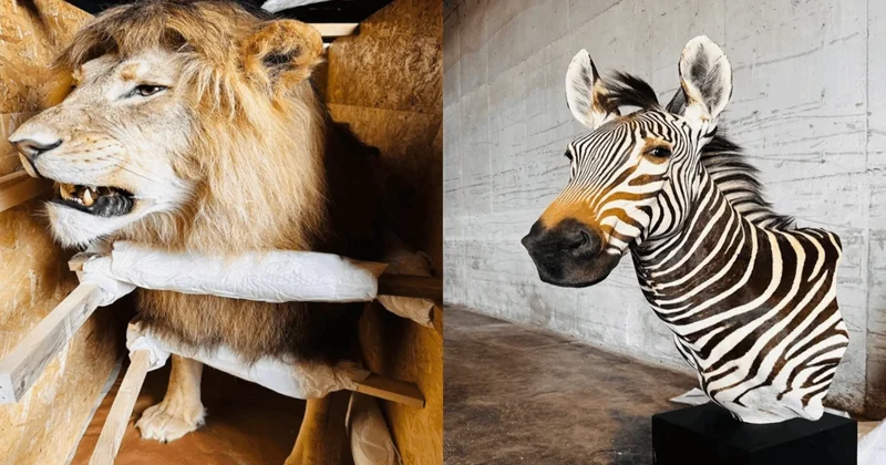 Bu hayvanlar Trabzon da yakalandı! Sözcü Gazetesi