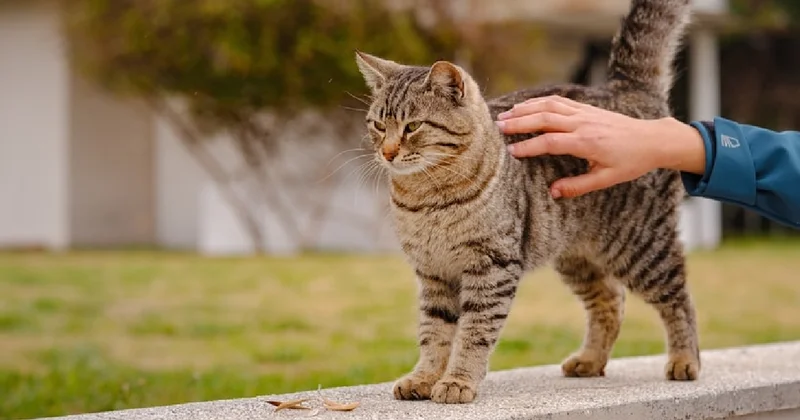 Tek çizik yetiyor: Kedilerden insanlara bulaşan mantar tespit edildi Sözcü Gazetesi