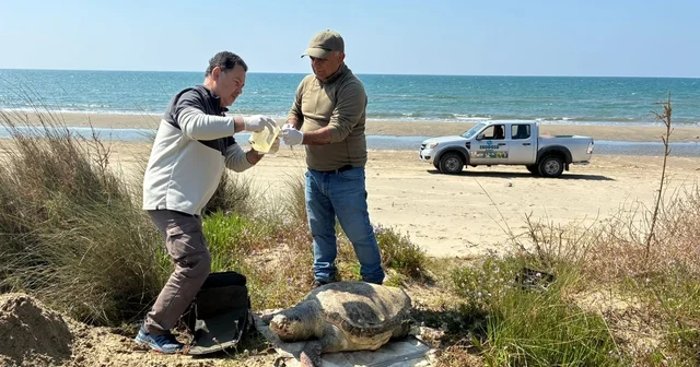 Kuşadası nda deniz kaplumbağası ölümleri artıyor: Bir haftada 7 kayıp Aydın Haberleri
