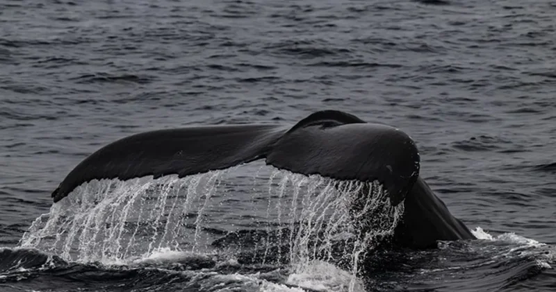Tüm Almanya mahsur kalan balina için nefesini tuttu! Derisi dökülen ihtiyar yaşam savaşı veriyor