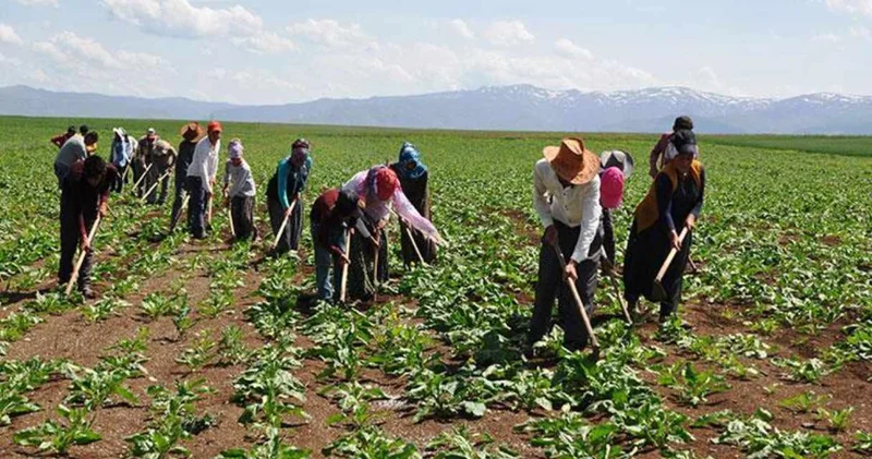 Mevsimlik işçilikte cinsiyet eşitsizliği: Kadın ve erkek işçi arasındaki maaş farkı büyüyor!