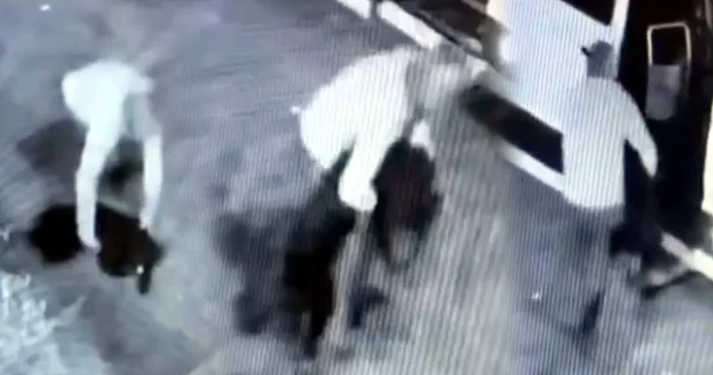 Avcılar’ın maskotu Garip’i kulübesinden kaçıran kişi yakalandı!