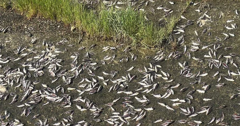 Binlerce balık kıyıya vurdu: Fabrika atıkları iddiası incelemede!