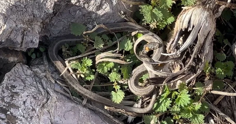 Brezilya nın Yılan Adası değil Yüksekova