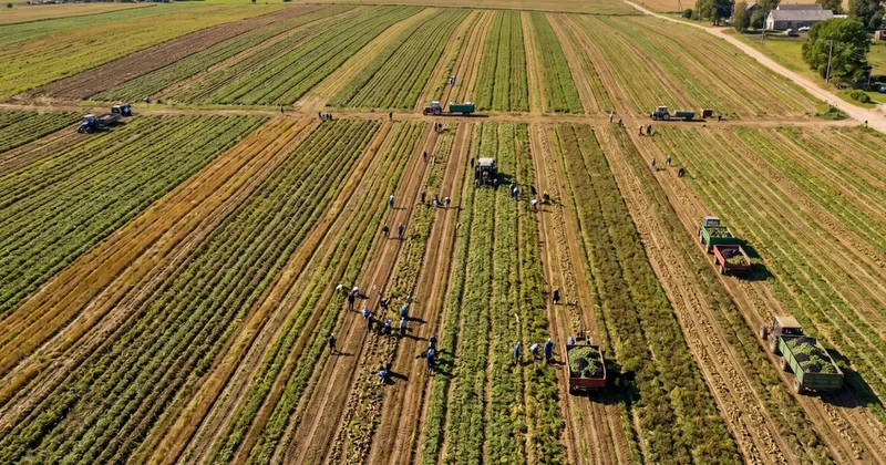 Yazın müjdecisi tarladan çıktı! İlk hasatta yüzler güldü Sözcü Gazetesi