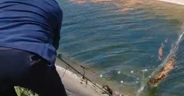 Sulama kanalına düşüp, ağlara dolanan karaca kurtarıldı; o anlar kamerada Edirne Haberleri