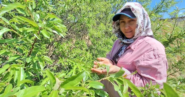 Çağla, üreticisinin yüzünü güldürdü Manisa Haberleri