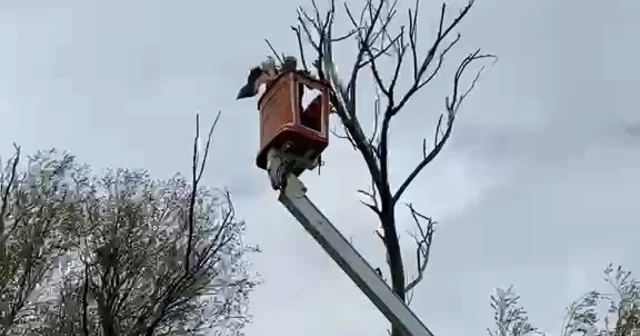 Ağaçta asılı kalan leylek kurtarıldı Nevşehir Haberleri