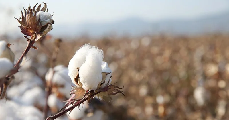 Sentetik elyaf fiyatları savaştan sonra yüzde 70 arttı! Tekstilci savaştan sonra doğal pamuğa yöneldi