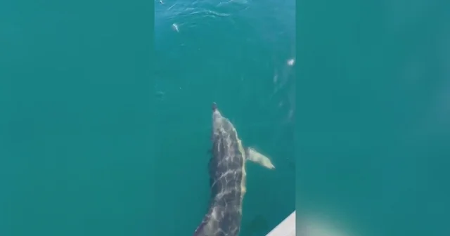 Balıkçılar oltadaki balık ile yunusu etraflarında yüzdürdü; o anlar kamerada Zonguldak Haberleri