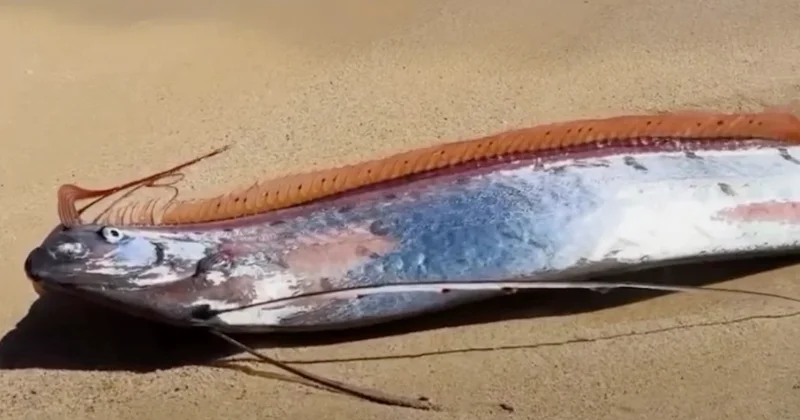 Görüldüğü an felaket getiren kıyamet balığı kıyıya vurdu Sözcü Gazetesi