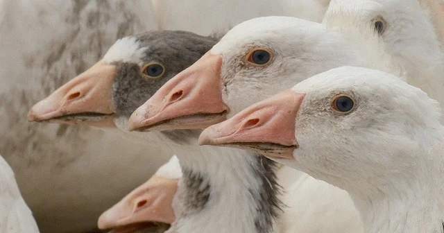 Anadolu kazına milli kimlik : Anne hattı Yozgat, baba hattı Bandırma Bursa Haberleri