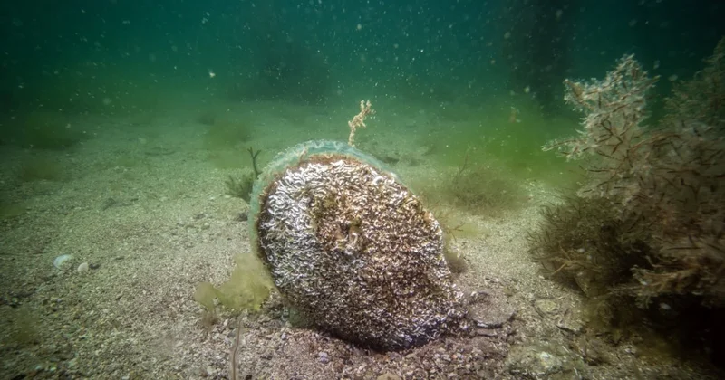 Yüzyıllardır Marmara Denizi nin dibinde duruyorlarmış: Boyları neredeyse insan kadar Sözcü Gazetesi