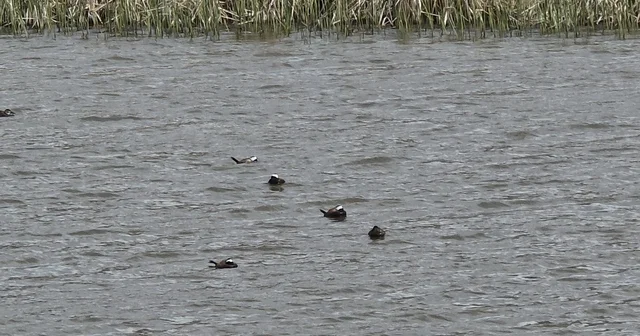 Van Gölü havzasında Mavi Gaga heyecanı: Nadir misafirler geri döndü Van Haberleri
