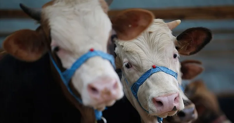 2026 kurbanlık fiyatları ne kadar oldu? İşte il il büyükbaş ve küçükbaş güncel fiyat listesi Sözcü Gazetesi