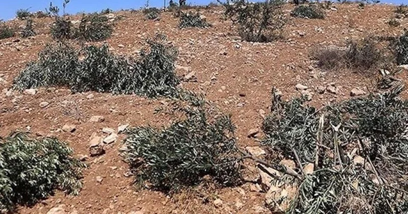 Ramallah ta zeytinliklere saldırı: 200 ağaç söküldü