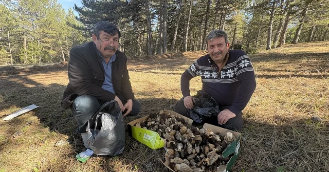 Kastamonu ormanlarında kuzugöbeği mantarı bolluğu Saatler içerisinde 6 kilogram topladılar Kuzugöbeği mantarı vatandaşların yüzünü güldürüyor Kastamonu Haberleri
