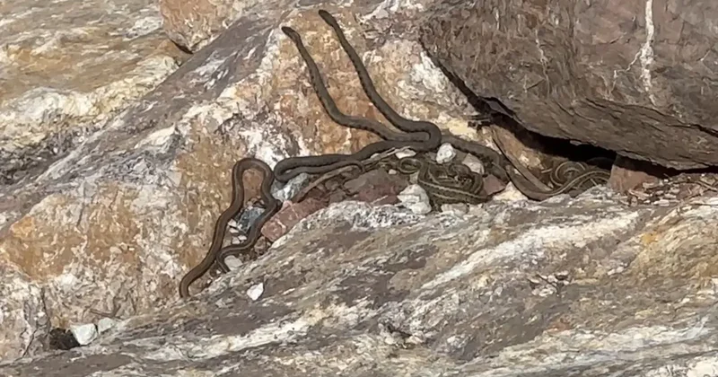 Gören Brezilya zannediyor ama Türkiye de bir yer! Yılan Adası nı andırıyor