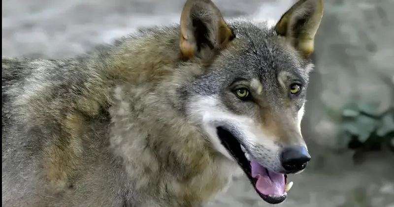 DNA testiyle kanıtlandı: Yüzde 55 köpek, yüzde 45 kurt