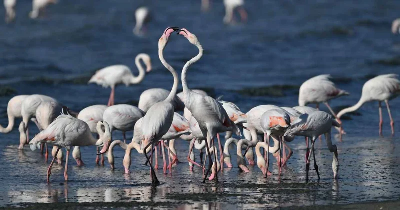 Van da flamingolar 7 gün 24 saat gözetim altında