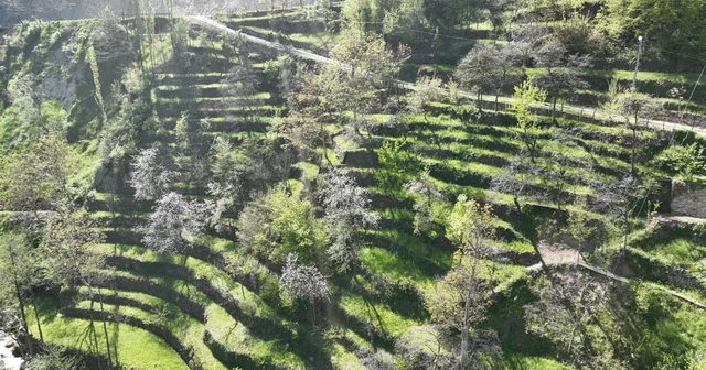 Dik yamaçta 60 yıllık emek, taş duvarlarla kurulan miras Dededen toruna uzanan bir yamacın hikayesi Artvin Haberleri