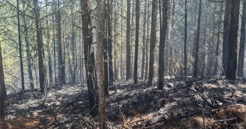 Aydın Kuyucak ta 7 dekar orman yandı Sözcü Gazetesi