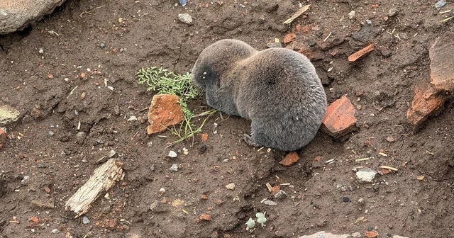 Sağanaklar sırasında yuvalarını su basan kör fareler yüzeye çıktı Diyarbakır Haberleri