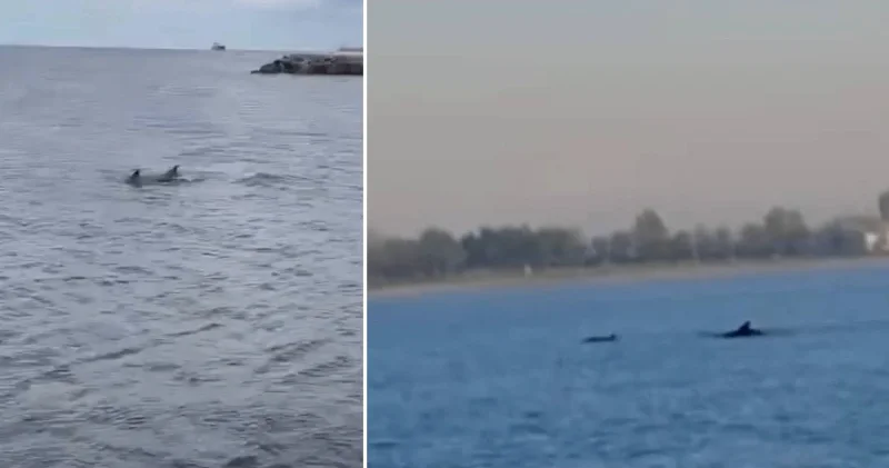 Küçükçekmece Sahili nde yunuslar görüntülendi İstanbul Haberleri