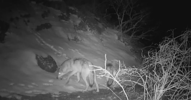 Fotokapana yansıyan yaban hayatında bahar hareketliliği Erzincan Haberleri