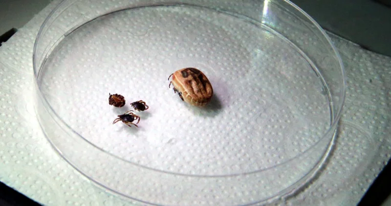 DİKKAT! Son dakika: Kene kabusu geri döndü, 21 yaşındaki genç hayatını kaybetti Son dakika Tokat haberleri Son dakika haberleri