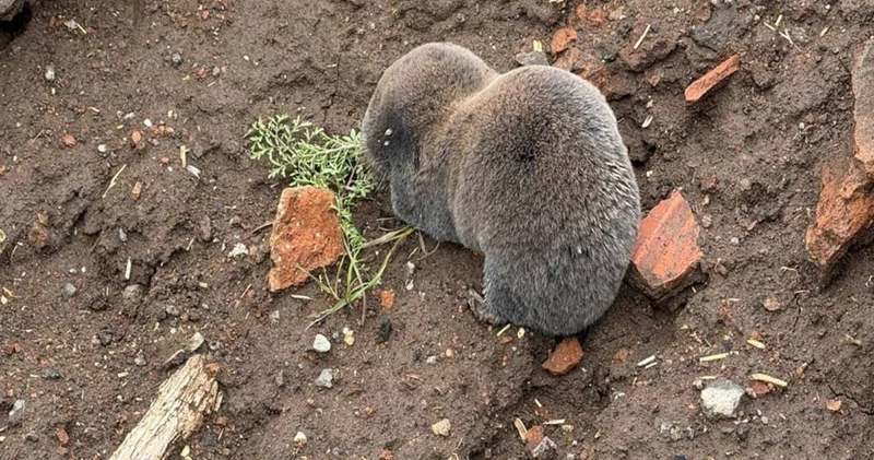 Yağmur nadiren görünen kör fareleri yüzeye çıkardı
