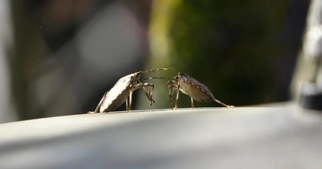 Kahverengi kokarcaya karşı mücadelede zehirli mantarlardan yararlanılacak Prof. Dr. İsmail Demir: Yaptığımız denemelerde özellikle iki tane zehirli mantar türünün kahverengi kokarca böceği üzerinde çok etkili olduğunu gördük Trabzon Haberleri