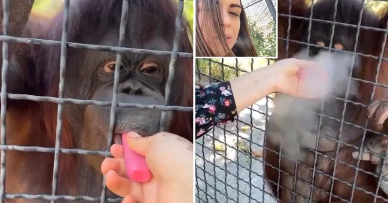 Nesli tükenmekte olan orangutana elektronik sigara içiren sporcu büyük tepki çekti