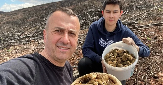Baba ve oğlunun yüzünü güldüren mantar avı Tavşanlılı esnaf İsa Gündüz ve oğlu Behlül Gündüz, bereketli bir hasatla 4 sepet kuzu göbeği mantarı topladı Kütahya Haberleri