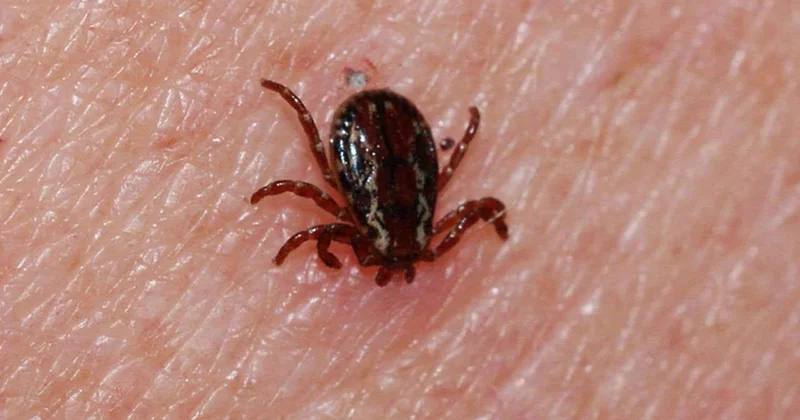 Sivas ta kene can aldı