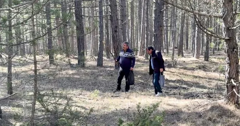 Kastamonu ormanlarında kuzugöbeği mantarı bolluğu