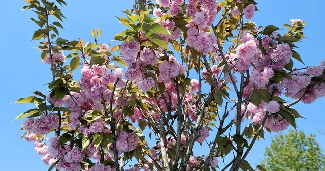 Çark Deresi kıyısında sakura güzelliği Sakarya Haberleri