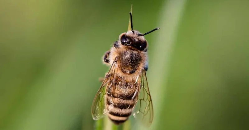 Evinize arı geliyorsa bunun 3 anlamı var Sözcü Gazetesi