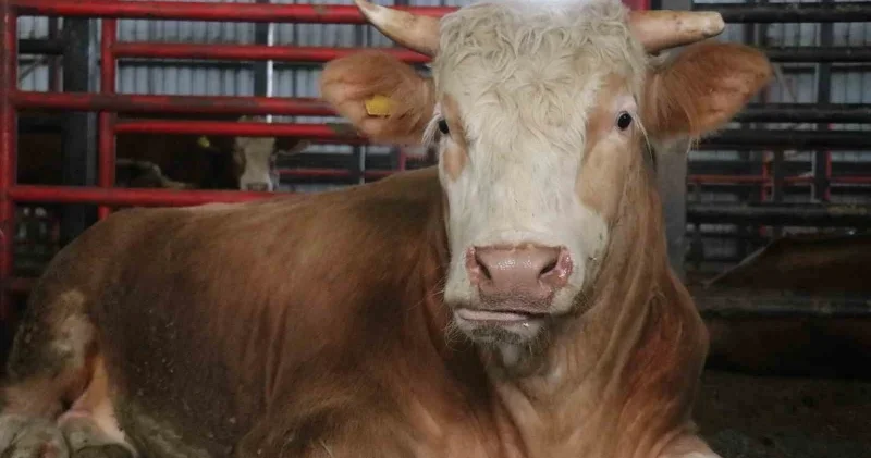 Sakarya da birer tonluk iki tosun 380 ile 410 bin liradan alıcı buldu Aktüel Haberleri