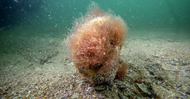 Denizlerin doğal temizleyicisi pinalar Tuzla da bilimsel izlemede