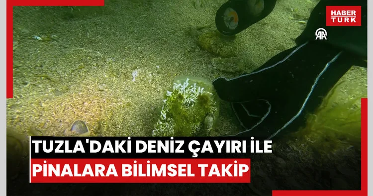 Tuzla daki deniz çayırı ile pinalara bilimsel takip